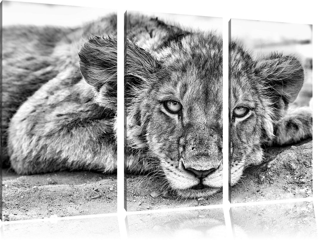 Pixxprint wachsamer junger Löwe als Leinwandbild/Grösse: 3 Teilig (120x80) cm/Wandbild/Kunstdruck/fe