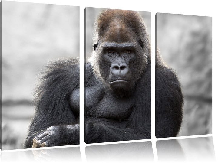Pixxprint gelangweilter Gorilla als Leinwandbild/Grösse: 3 Teilig (120x80) cm/Wandbild/Kunstdruck/fe