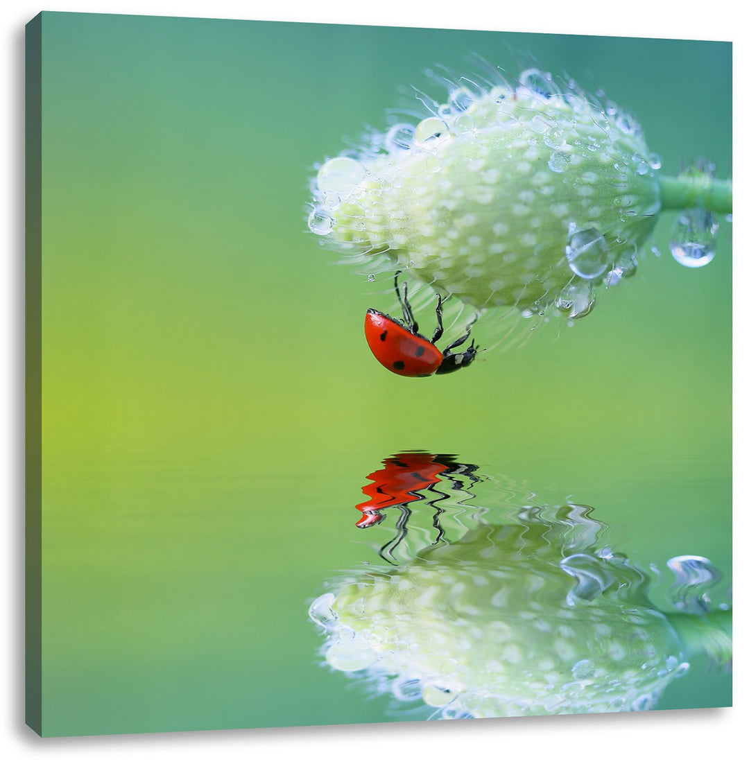 Pixxprint Marienkäfer Mohnblume als Leinwandbild Quadratisch/Grösse: 70x70 / Wandbild/Kunstdruck/fer
