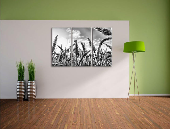Pixxprint Monocrome, Getreide im Sonnenschein 3-Teiler Leinwandbild 120x80 Bild auf Leinwand, riesig