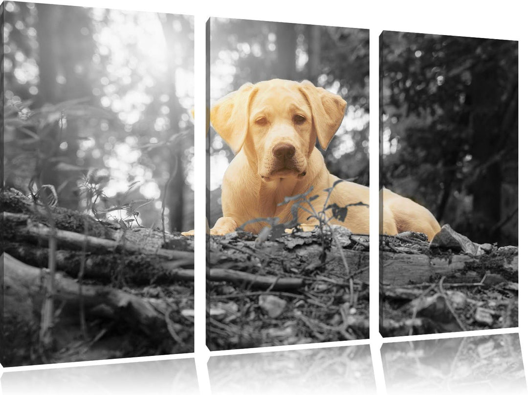 Pixxprint Hund im Wald bei Sonneuntergang / 3-Teilig/Gesamtmass 120cm Leinwandbild bespannt auf Holz