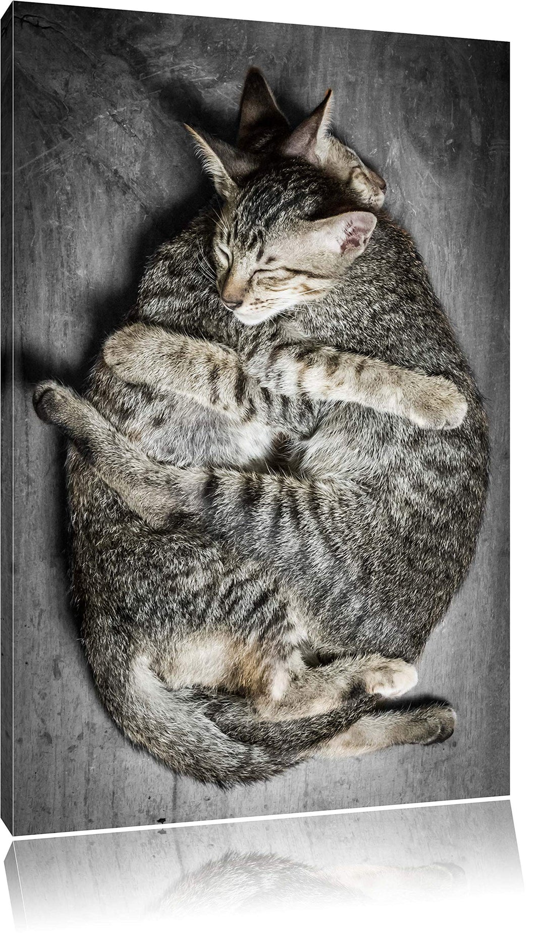 Pixxprint Kuschelnde Katzen als Leinwandbild/Grösse: 100x70 / Wandbild/Kunstdruck/fertig bespannt, 1