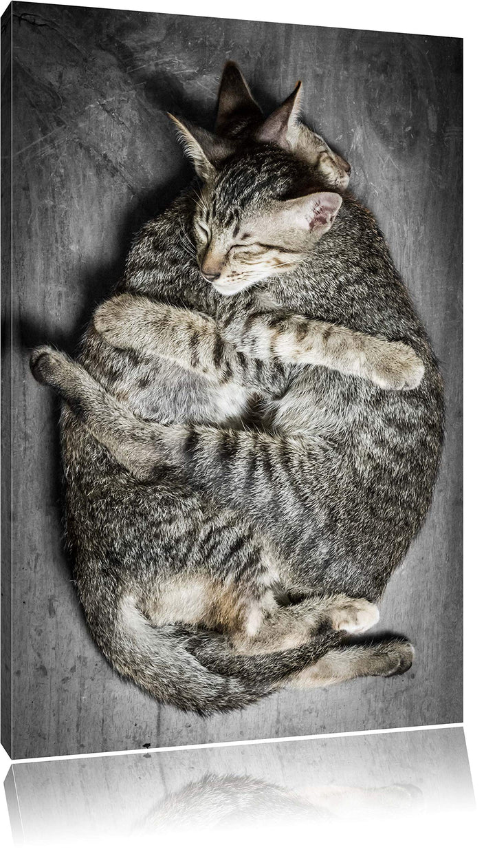 Pixxprint Kuschelnde Katzen als Leinwandbild/Grösse: 100x70 / Wandbild/Kunstdruck/fertig bespannt, 1