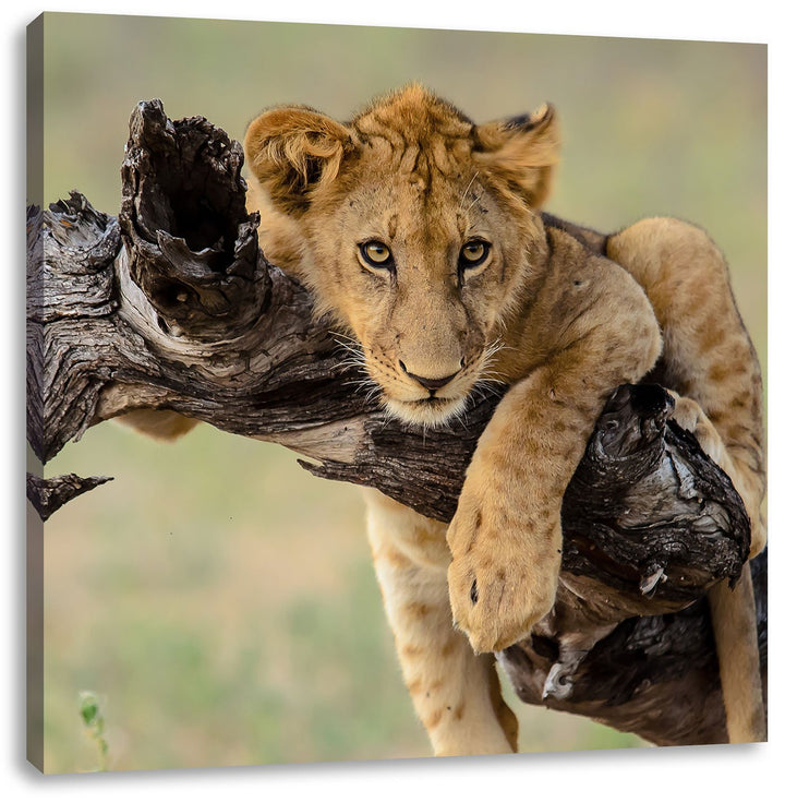 Junger Löwe in der Natur, Format: 70x70 auf Leinwand, XXL riesige Bilder fertig gerahmt mit Keilrahm