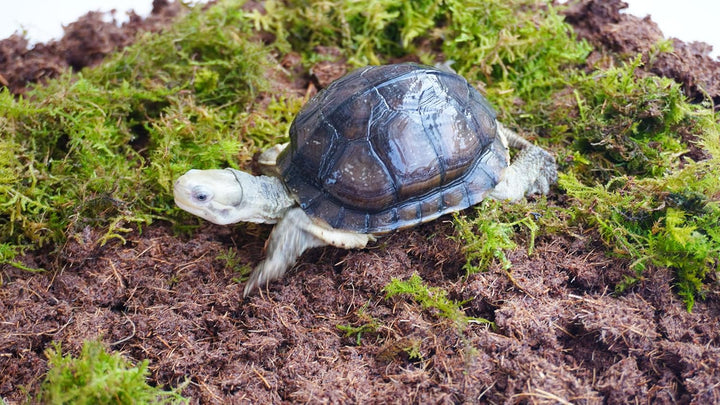 Schildkröten-Zubehörset 3-teilig, enthält Schildkröten-Einstreu, feuchtigkeitsspeicherndes Substrat