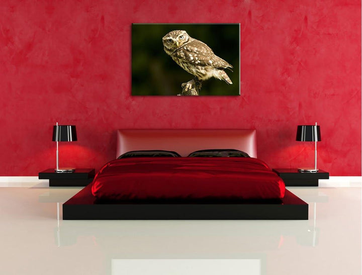 Pixxprint kleine Eule, Format: 100x70 auf Leinwand, XXL riesige Bilder fertig gerahmt mit Keilrahmen