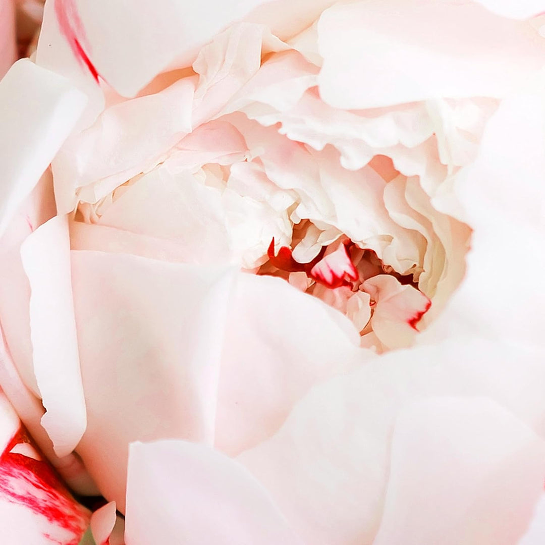 Novart Wandbilder Set Coco Fashion Blumen Rosa - KEIN EXTRA RAHMEN BENÖTIGT - Modern Deko - Wohnzimm