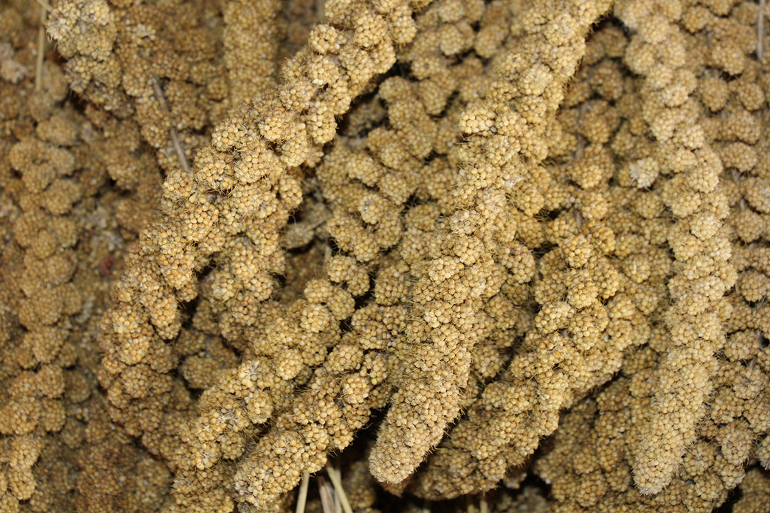 Kolbenhirse gelb (10kg)