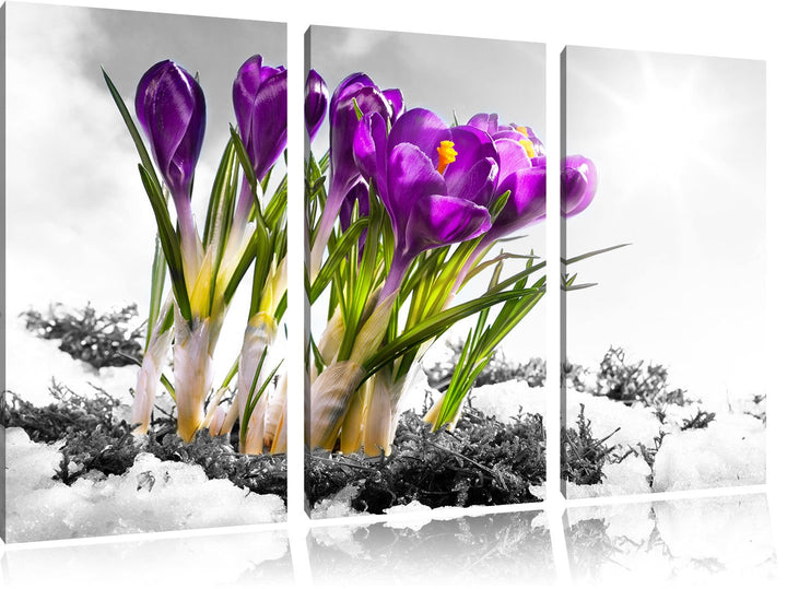 Pixxprint Kunst Frühling florwer Hintergrund als Leinwandbild/Grösse: 3 Teilig (120x80) cm/Wandbild/