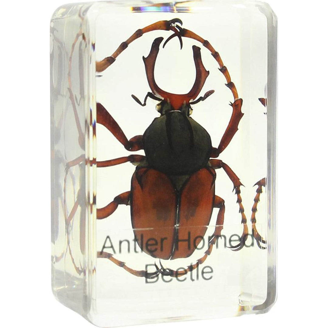 Omegon Dauerpräparat Hirschkäfer