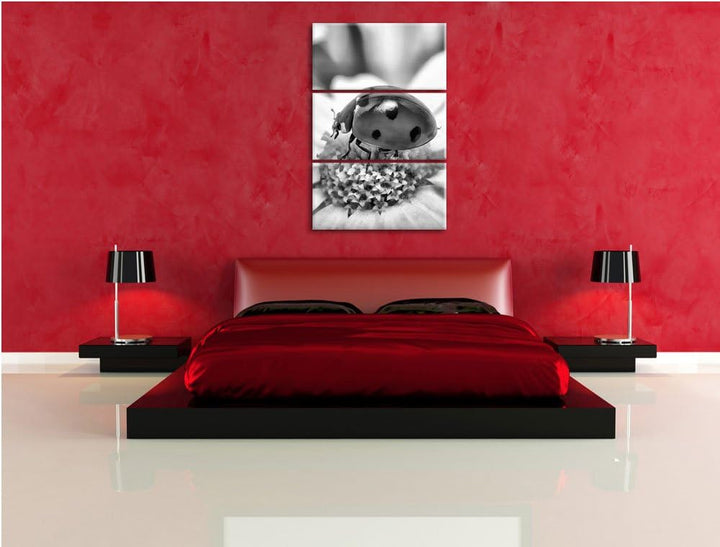 Pixxprint Marienkäfer auf Gänseblümchen / 3-Teilig/Gesamtmass 120cm Leinwandbild bespannt auf Holzra