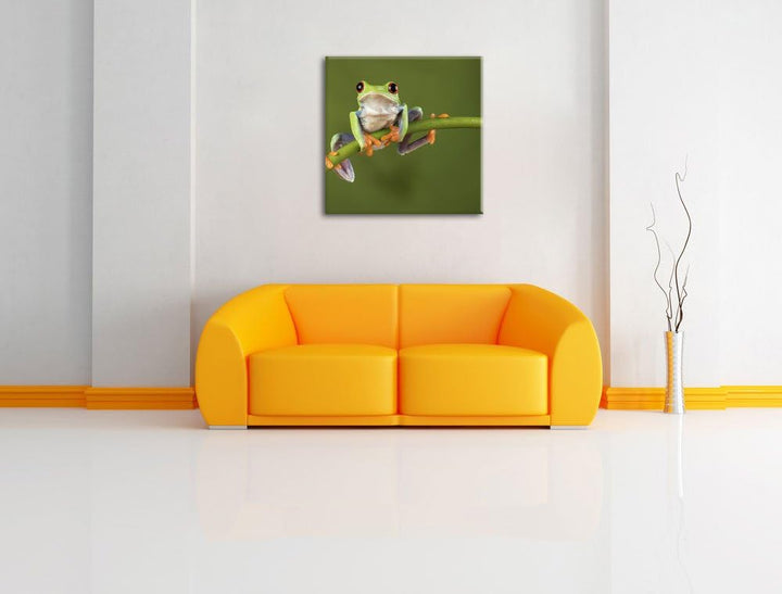 Baum-Frosch auf Bambus, Format: 70x70 auf Leinwand, XXL riesige Bilder fertig gerahmt mit Keilrahmen