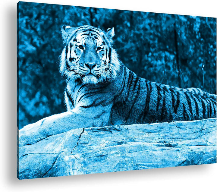 deyoli anmutiger ruhiger Tiger Format 80x60 Effekt: Monocrome Blau als Leinwandbild, Motiv fertig ge