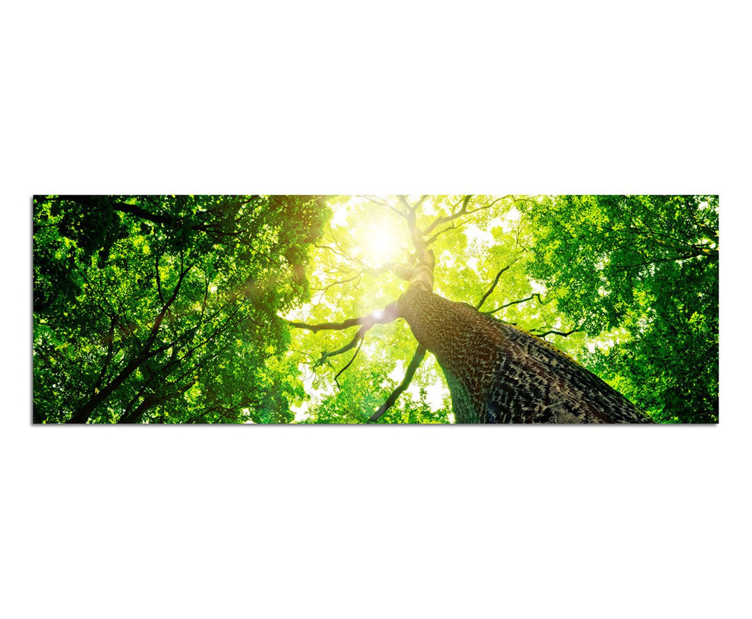 Paul Sinus Art Panoramabild auf Leinwand und Keilrahmen 150x50cm Baum Stamm Krone Sonnenstrahlen