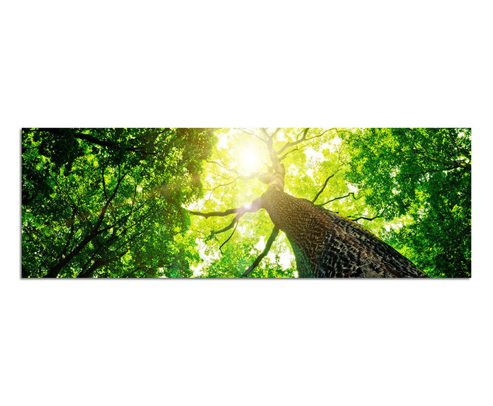 Paul Sinus Art Panoramabild auf Leinwand und Keilrahmen 150x50cm Baum Stamm Krone Sonnenstrahlen