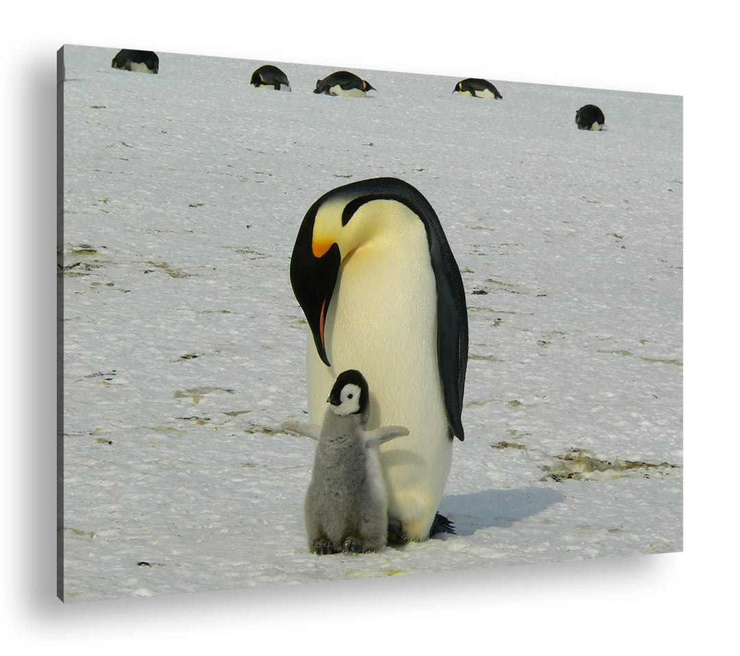 deyoli süsse Kaiserpinguine in der Antarktis im Format: 80x60 als Leinwandbild, Motiv fertig gerahmt