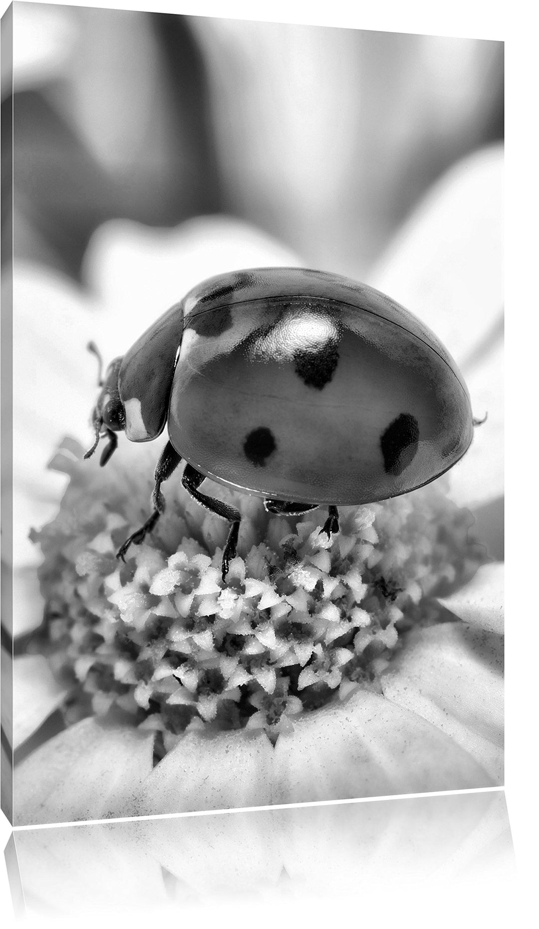Pixxprint Marienkäfer auf Gänseblümchen als Leinwandbild/Grösse: 100x70 cm/Wandbild/Kunstdruck/ferti