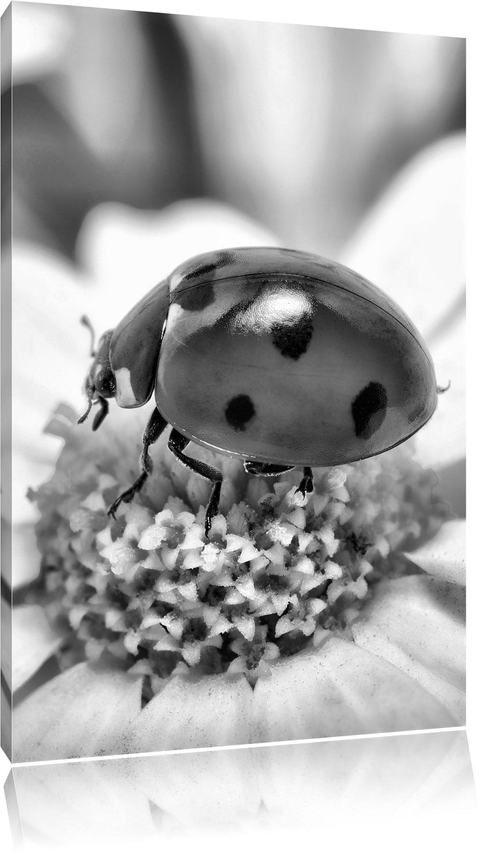 Pixxprint Marienkäfer auf Gänseblümchen als Leinwandbild/Grösse: 100x70 cm/Wandbild/Kunstdruck/ferti