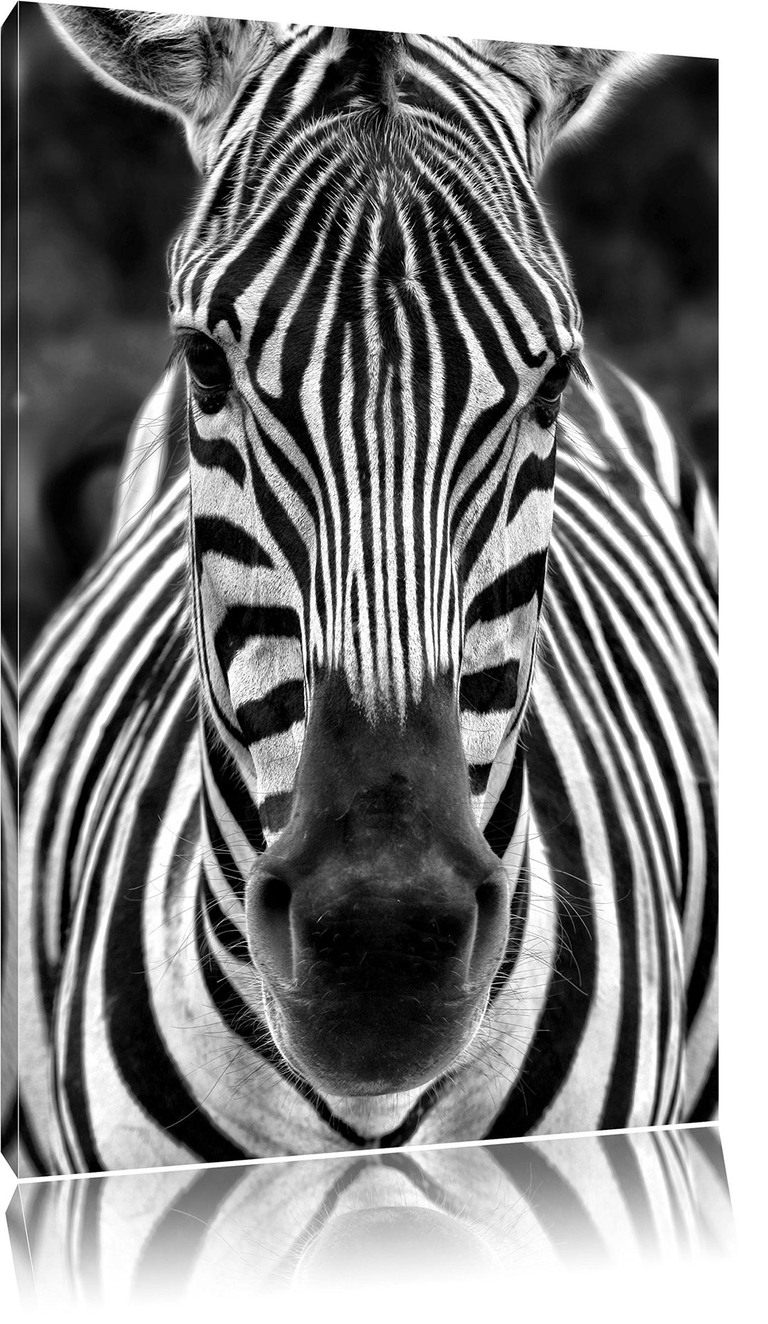 Monocrome, Zebra Porträt , Format: 100x70 auf Leinwand, XXL riesige Bilder fertig gerahmt mit Keilra
