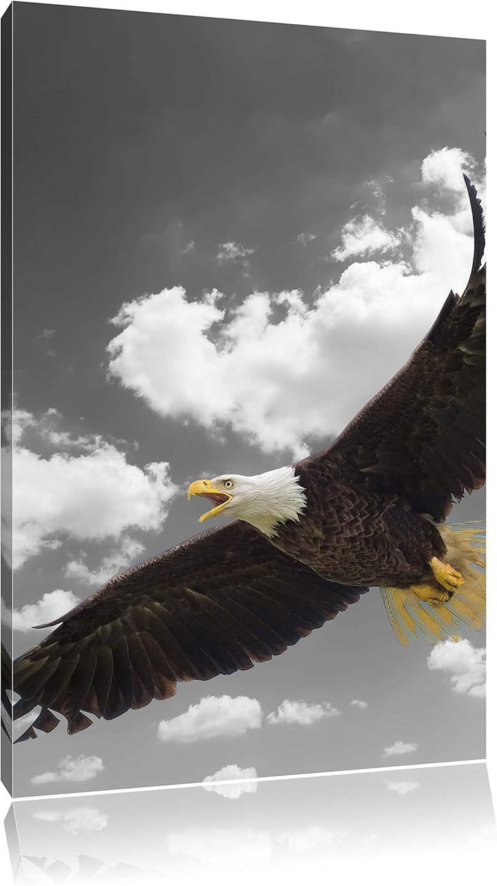 Pixxprint prächtiger Weisskopfseeadler im Flug als Leinwandbild/Grösse: 120x80 cm/Wandbild/Kunstdruc