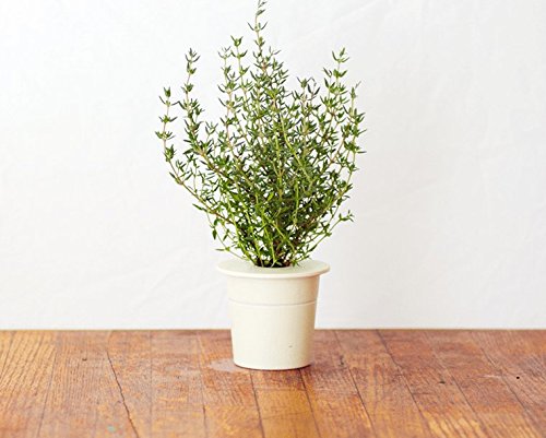 Click and Grow - Smart Garden Refill 3-Pack - Thyme (SGR17X3)