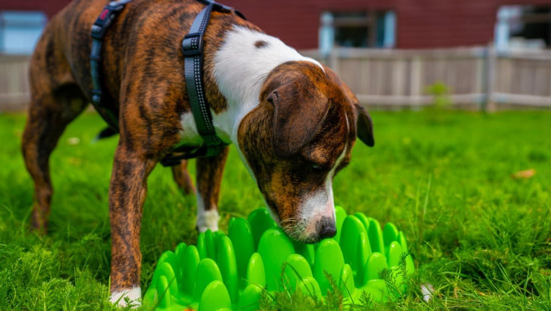 Anti Schling Napf green für Hunde + Katzen Fressnapf Futternapf Hundenapf - in grün Gross, Gross