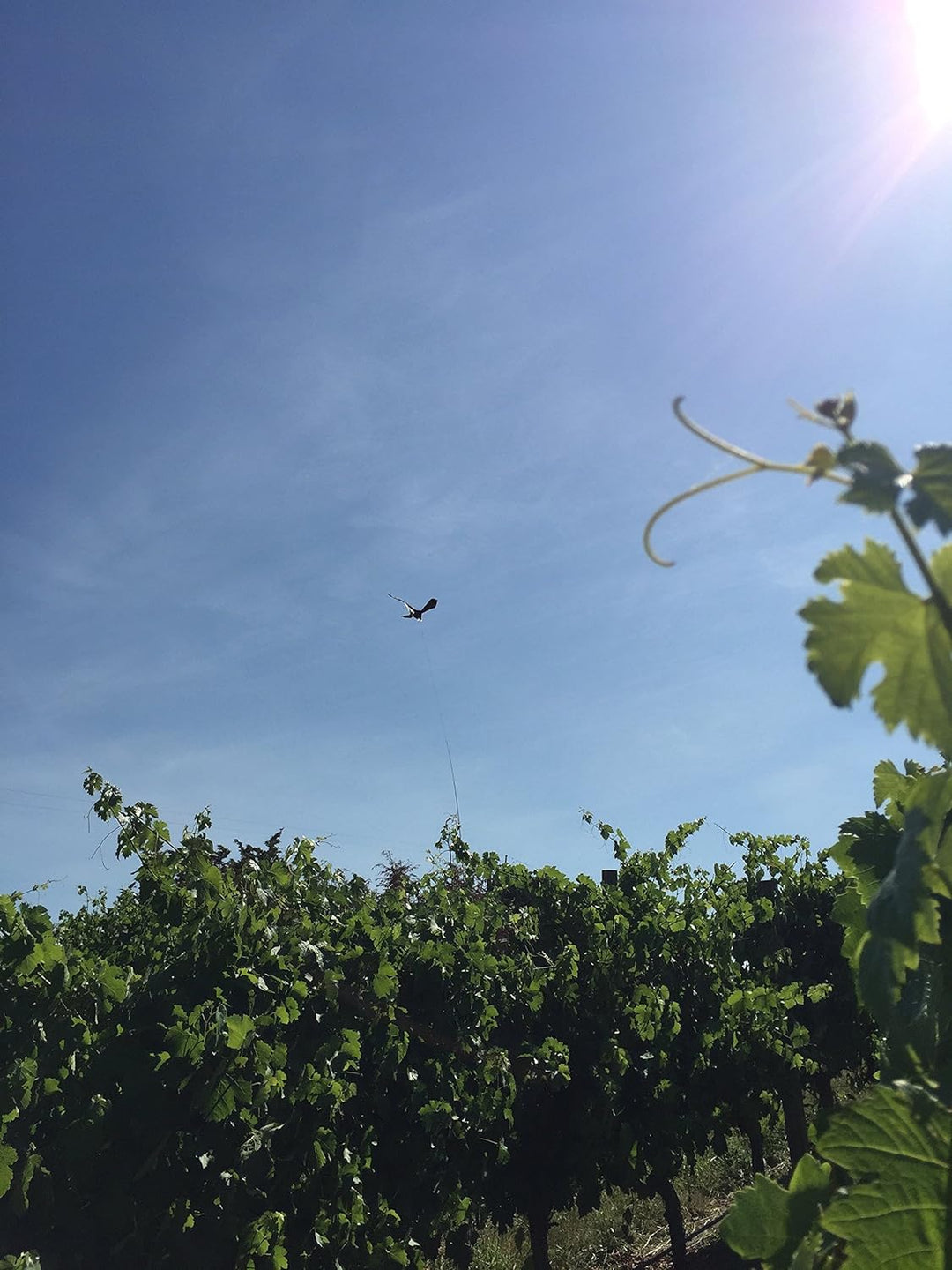 Vogelscheuche PROFESSIONELLE QUALITÄT 9METER