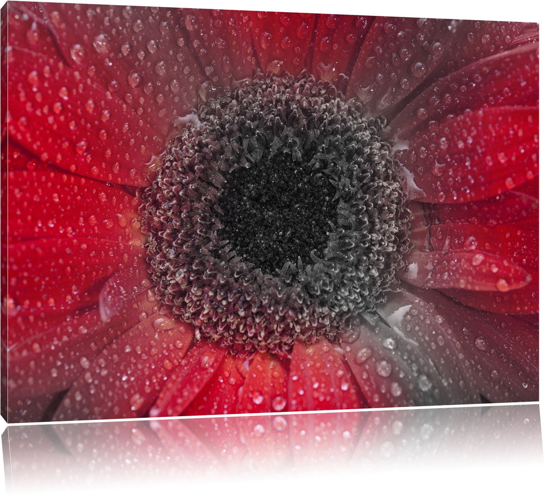 Rote Gerbera mit Wassertropfen schwarz/weiss Format: 100x70 auf Leinwand, XXL riesige Bilder fertig