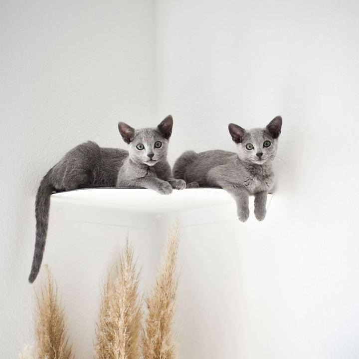 ChapoNero Katzenliege &amp; Kletterstufe mit Filzauflage für Wandecken | Wandliege für Katzen | Katzenst