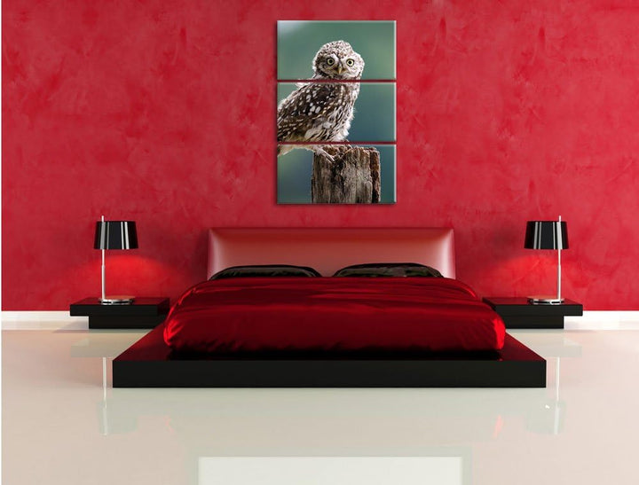 Pixxprint Lustige kleine Eule 3-Teiler Leinwandbild 120x80 Bild auf Leinwand