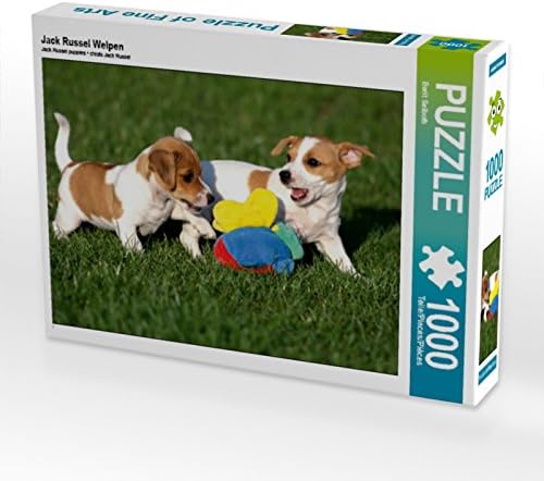 CALVENDO Puzzle Jack Russel Welpen 1000 Teile Lege-Grösse 64 x 48 cm Foto-Puzzle Bild von Berit Seib