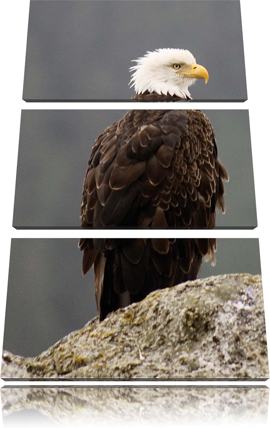 Pixxprint wachsamer Adler auf Fels als Leinwandbild/Grösse: 3 Teilig (120x80) cm/Wandbild/Kunstdruck