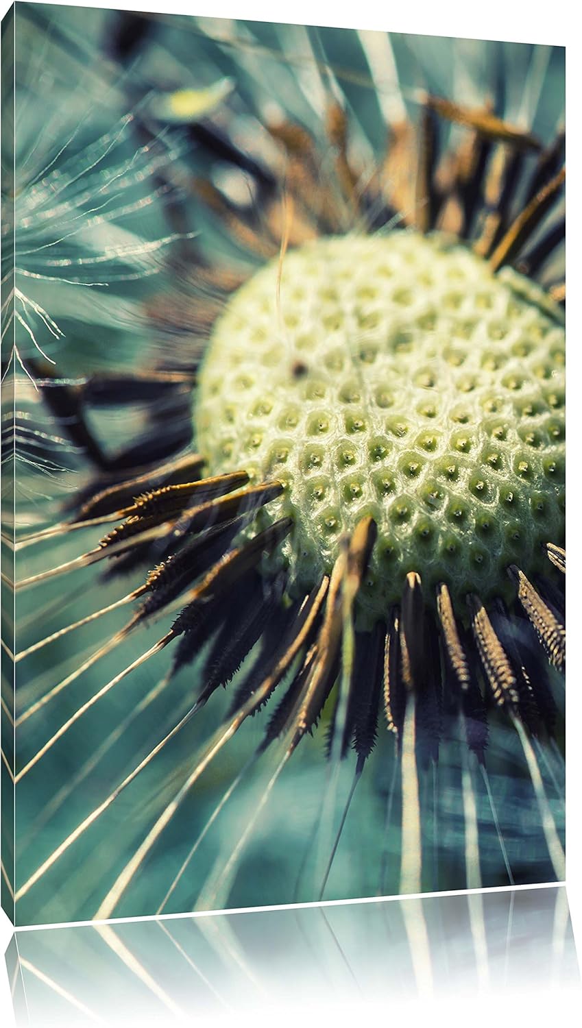 Pixxprint Pusteblume, Format: 100x70 auf Leinwand, XXL riesige Bilder fertig gerahmt mit Keilrahmen,