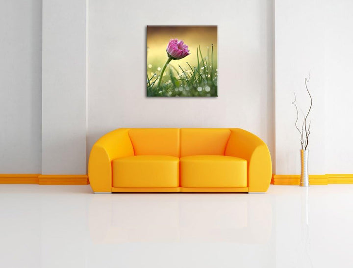 rosa Gänseblümchen im Gras, Format: 70x70 auf Leinwand, XXL riesige Bilder fertig gerahmt mit Keilra