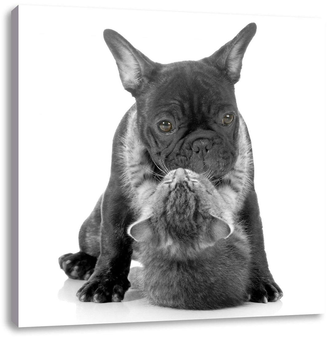 Pixxprint Katze hängt an Mops als Leinwandbild/Grösse: 70x70 cm/Wandbild/Kunstdruck/fertig bespannt,