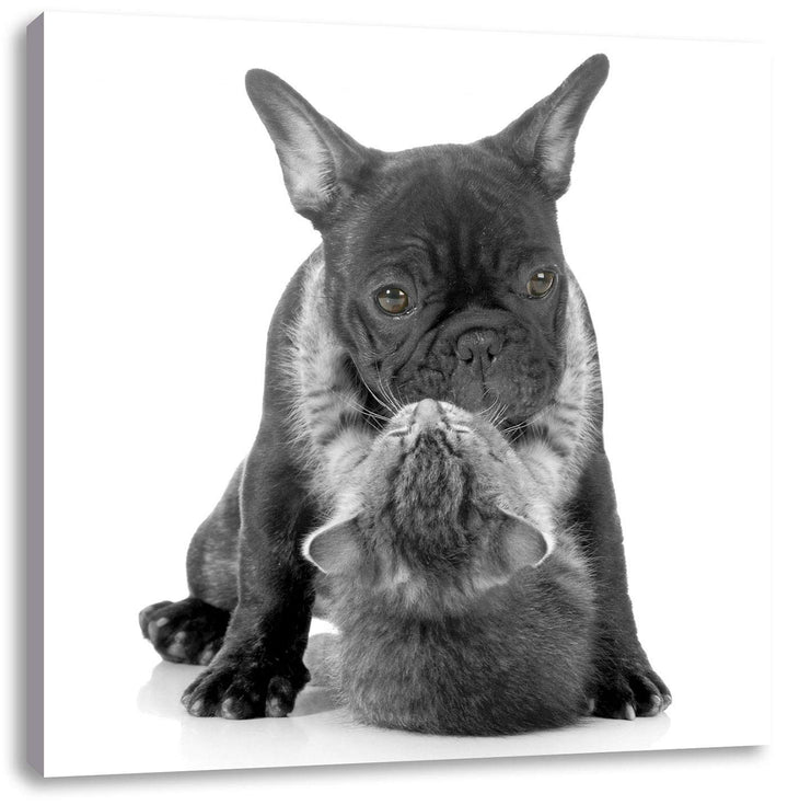 Pixxprint Katze hängt an Mops als Leinwandbild/Grösse: 70x70 cm/Wandbild/Kunstdruck/fertig bespannt,