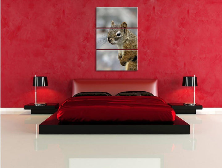 Pixxprint kleines wachsames Eichhörnchen als Leinwandbild/Grösse: 3 Teilig (120x80) cm/Wandbild/Kuns