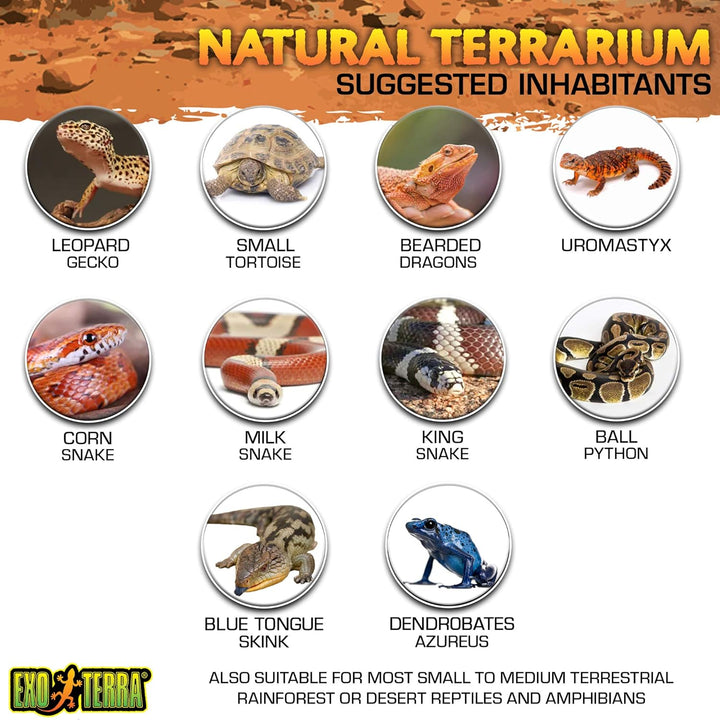Exo Terra Reptilien Terrarium aus Glas, mit einzigartiger Front Belüftung, 20 x 20 x 20cm, 20 x 20 x