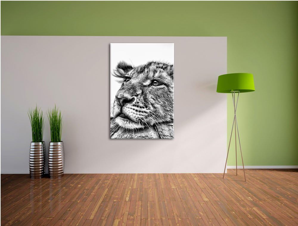 Pixxprint junger Löwe schläft als Leinwandbild/Grösse: 100x70 / Wandbild/Kunstdruck/fertig bespannt,