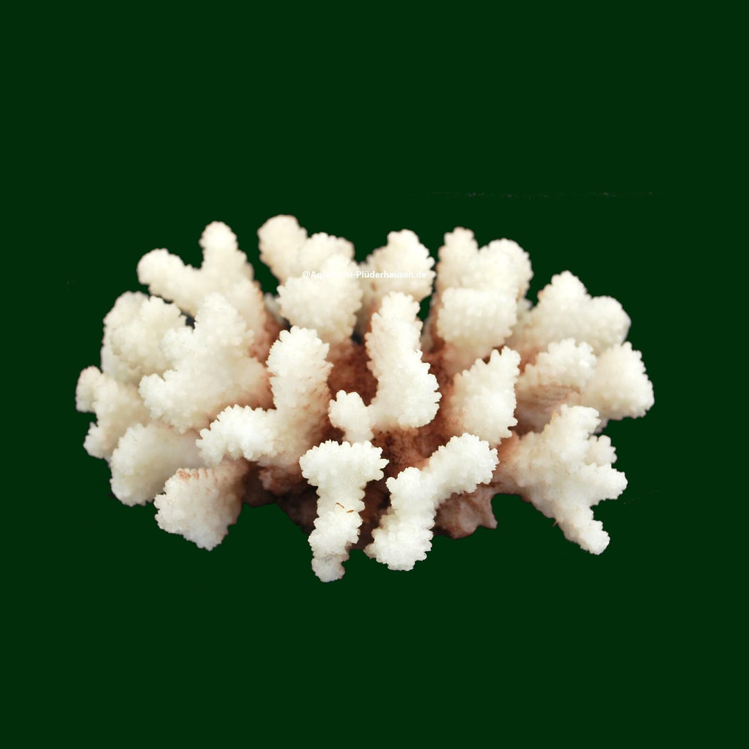Steinkoralle, 16x 14x 8 cm, SPS, Aquarium Korallen, Stylophora Nachbildung Natur