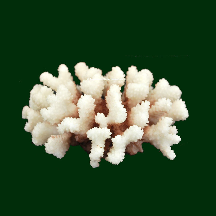 Steinkoralle, 16x 14x 8 cm, SPS, Aquarium Korallen, Stylophora Nachbildung Natur