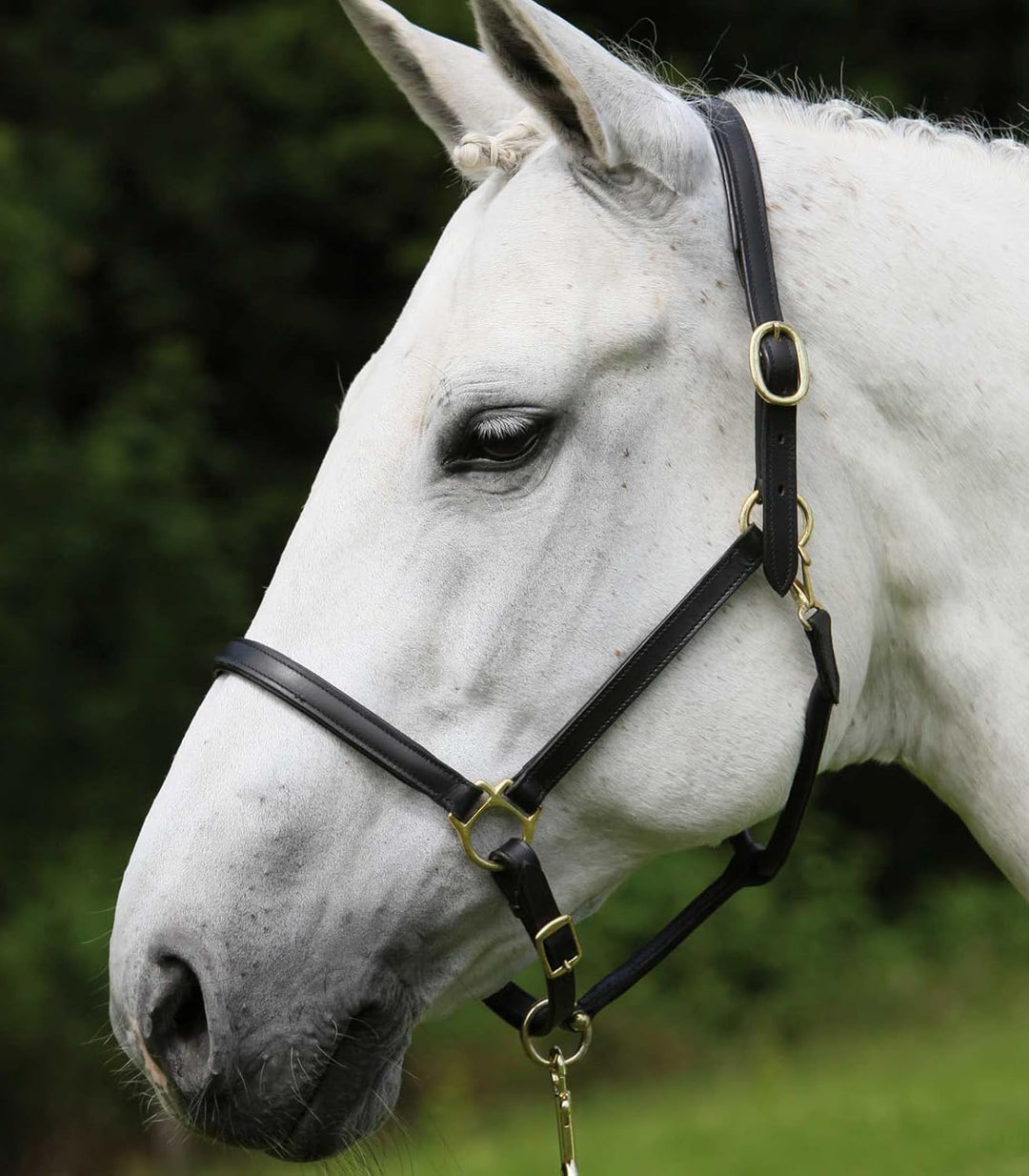 WALDHAUSEN Star Lederhalfter Robust Schwarz Pony, Schwarz Pony