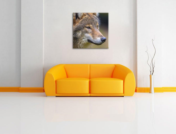 Pixxprint Porträt des europäischen Wolfes als Leinwandbild/Grösse: 70x70 cm/Wandbild/Kunstdruck/fert