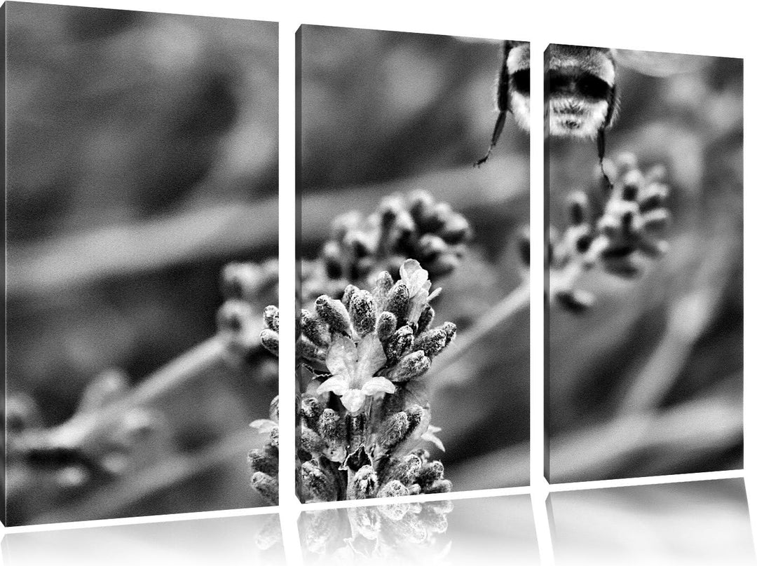 Pixxprint Biene auf Kriechender Günsel als Leinwandbild/Grösse: 3 Teilig (120x80) cm/Wandbild/Kunstd