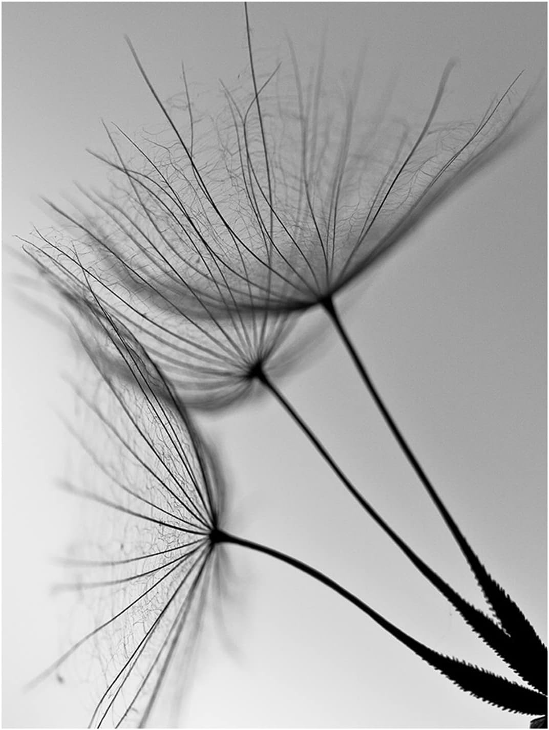 TROYSINC 3er Set Design-Poster Wandbilder, Pusteblume Ohne Rahmen Wandbild Print Bilder, Leinwand Ku