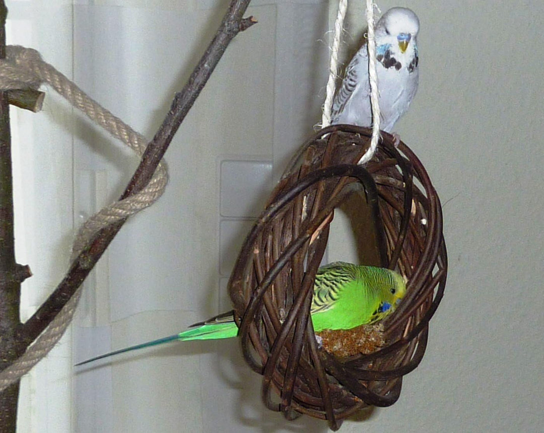 Vogelgaleria® 2X Leckerer Weidenring zum Knabbern für Wellensittich, Nymphensittich & Co.; Weidengef