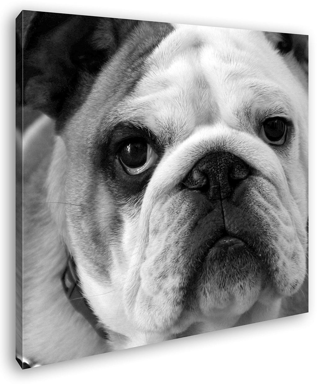 deyoli Englische Bulldogge im Format: 70x70 Effekt: Schwarz&Weiss als Leinwandbild, Motiv auf Echtho