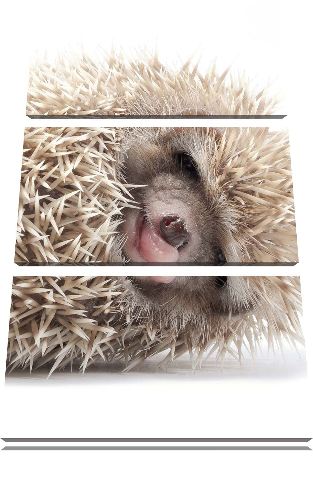 Pixxprint kleines niedliches Igel Baby als Leinwandbild/Grösse: 3 Teilig (120x80) cm/Wandbild/Kunstd