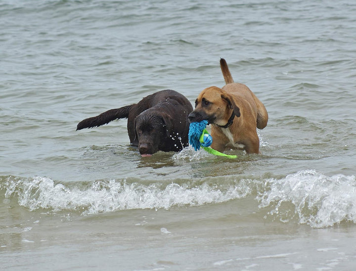 Dingo Mop Bungee Orange Mikrofaser mit Vanille Duft Ball Hundespielzeug Agility Apporte zum Spielen