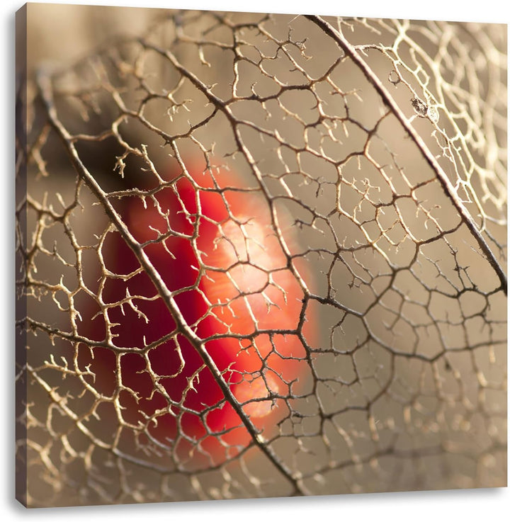 Pixxprint Rote Physalis, Format: 70x70 auf Leinwand, XXL riesige Bilder fertig gerahmt mit Keilrahme